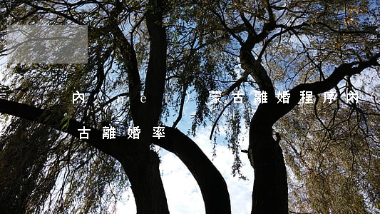 內(nèi)蒙古離婚程序(內(nèi)蒙古離婚率)