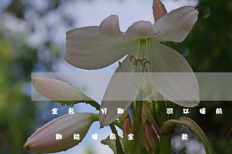 全名樂分期隨時可以提前還款嗎-全民樂分期能提前全額還款嗎