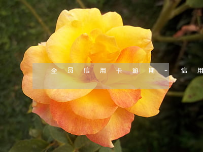 全员信用卡逾期-“信用卡逾期”