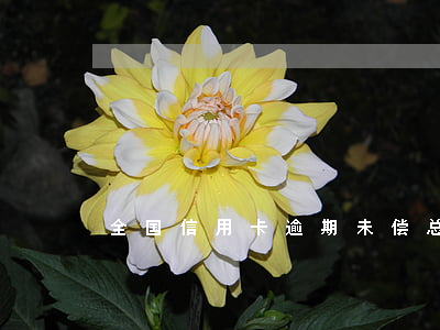 全国信用卡逾期未偿总额