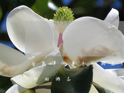 全国律师事务所排名30名单(全国律师事务所的排名)