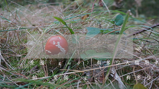 全國(guó)有多少人信用卡逾期還不上的-全國(guó)有多少人信用卡逾期還不上的呢