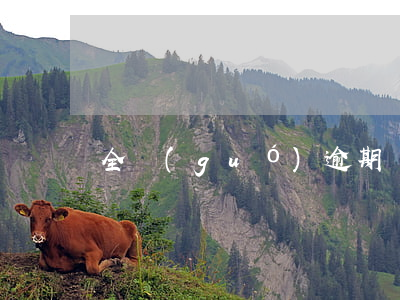 全國(guó)逾期報(bào)告