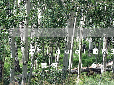 全國(guó)首例“王者榮耀”租號(hào)禁令來(lái)了！只為保護(hù)少年的你