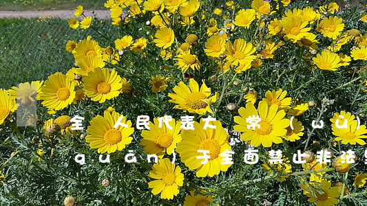 全國人民代表大會常務(wù)委員會關(guān)于全面禁止非法野生動物交易、革除濫食野生動物陋習(xí)、切實(shí)保障人民群眾生命健