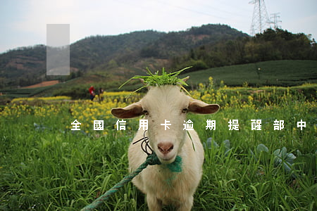 全國信用卡逾期提醒部(中國人信用卡逾期)