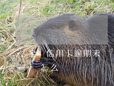 全國信用卡逾期未償還(信用卡逾期未還被起訴怎么辦)