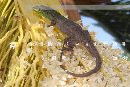 全國債務(wù)律師哪里有(債權(quán)債務(wù)知名律師)