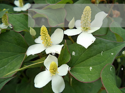 全國律師查詢網(wǎng)號(hào)碼(全國律師平臺(tái)查詢)