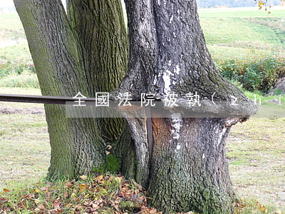 全國法院被執(zhí)行人信息查詢