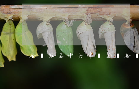全國知名十大律師王釗(全國最有名律師)