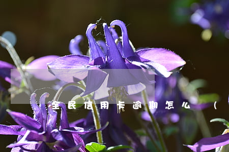 全民信用卡逾期怎么協(xié)商還款