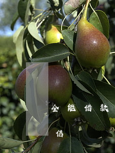 全能借款逾期會轟炸(全能借款逾期會轟炸微信嗎)