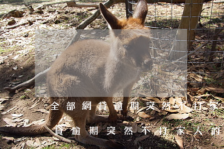 全部網貸逾期突然不打家人的電話-全部網貸逾期突然不打家人的電話了