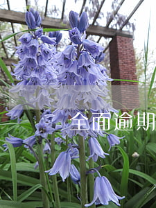 全面逾期停擺(全面逾期了怎么辦)