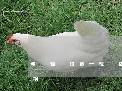 全體律師注意：一律師成“非法高利貸”幫兇被判刑！