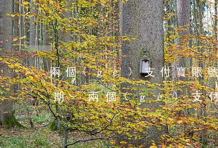 兩個(gè)支付寶賬號(hào)花唄逾期-兩個(gè)支付寶賬號(hào)花唄逾期怎么辦