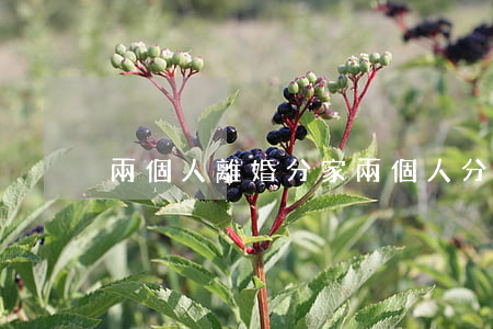 兩個人離婚分家(兩個人分開三年算離婚嗎)