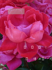 兩個擔(dān)保人可以由同一律師代理嗎(律師同時代理債務(wù)人和擔(dān)保人)