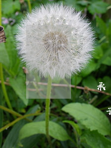 兩個繼承人房子怎么過戶(房子以繼承的方式過戶給子女怎么辦理)