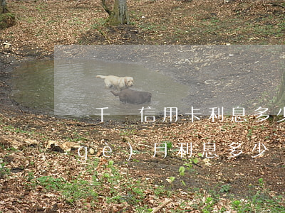 兩千塊信用卡利息多少錢(信用卡2千一個(gè)月利息多少)
