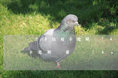 兩千多信用卡逾期會(huì)怎么樣(信用卡逾期幾百塊會(huì)怎么樣)