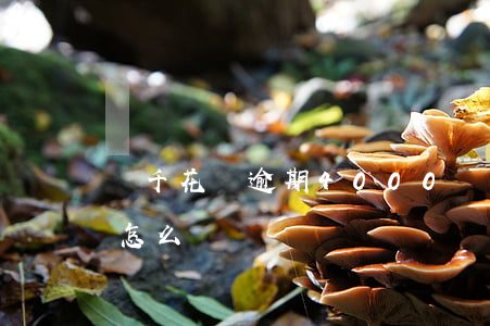 兩千花唄逾期4000(兩千花唄逾期半年會怎么樣)