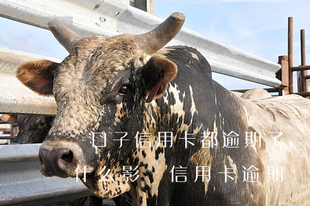 兩口子信用卡都逾期了對(duì)孩子有什么影響（信用卡逾期會(huì)對(duì)子女們有影響嗎）