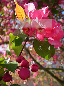 兩只老虎理財(cái)還款逾期(兩只老虎理財(cái)最新報(bào)道)