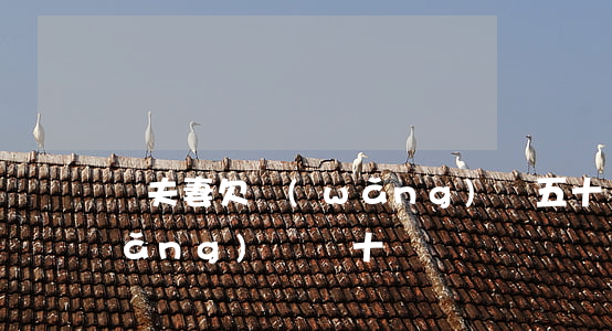 兩夫妻欠網(wǎng)貸五十萬(欠網(wǎng)貸幾十萬)