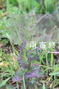 兩審終審制度適用范圍