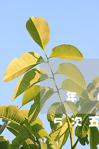 兩年內(nèi)信用卡累計(jì)逾期5次(五年內(nèi)信用卡逾期10次但兩年內(nèi)無逾期)