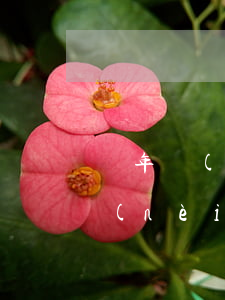 兩年內(nèi)有逾期影響房貸嗎(五年內(nèi)有兩個月處于逾期狀態(tài)影響房貸嗎)