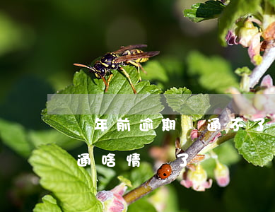 兩年前逾期開通不了借唄(借唄兩年了沒有開通啥情況了)