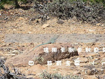 兩張信用卡倒卡利息(久99年全軍廣泛開展四個教育主要內(nèi)容包括)