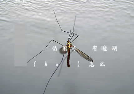 兩張信用卡沒有逾期(兩張信用卡沒有逾期會(huì)怎么樣)
