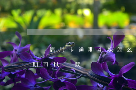 兩張信用卡逾期4次怎么辦(有兩次信用卡逾期可以貸款嗎)