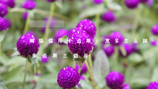 兩張信用卡逾期5萬多怎么辦-信用卡5萬多逾期三個月
