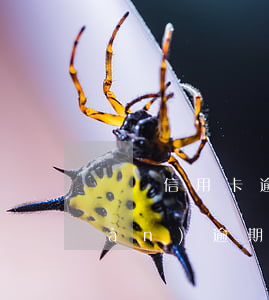 兩張信用卡逾期600立案(信用卡6萬(wàn)逾期)