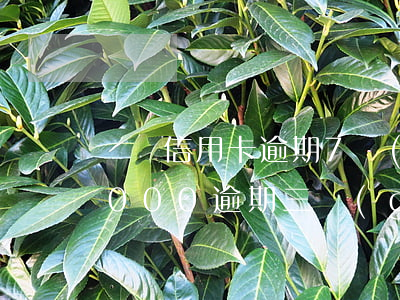 兩張信用卡逾期7個(gè)月(信用卡18000逾期三個(gè)月)