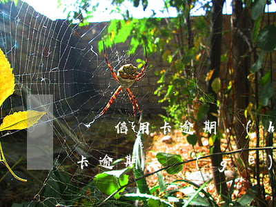 兩張信用卡逾期會(huì)怎樣(兩張信用卡逾期三個(gè)月怎么辦)