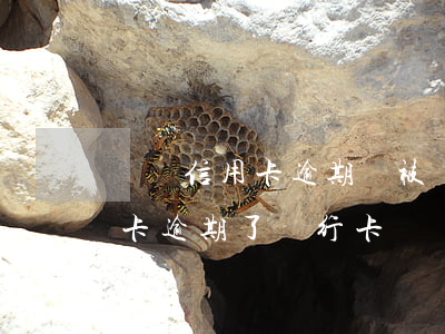兩張信用卡逾期會被凍結(jié)嗎(信用卡逾期了銀行卡會凍結(jié)嗎)