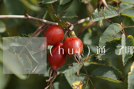兩會(huì)通過了哪部重要法律
