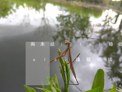 兩本結(jié)婚證丟了離婚怎么離(協(xié)議離婚結(jié)婚證丟了可以離嗎)