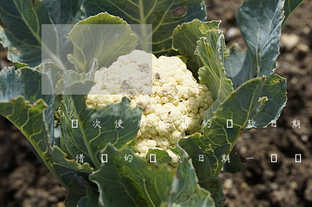 兩次使用借唄的還款日期一樣嗎-兩次使用借唄的還款日期一樣嗎安全嗎