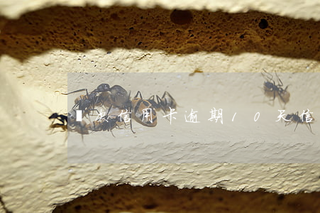 兩次信用卡逾期10天(信用卡逾期了10天)