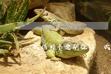 兩次信用卡逾期 征信(兩次信用卡逾期 征信)