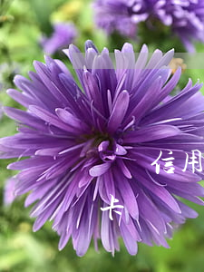 兩筆信用卡逾期還能貸款嗎(逾期兩天還信用卡)