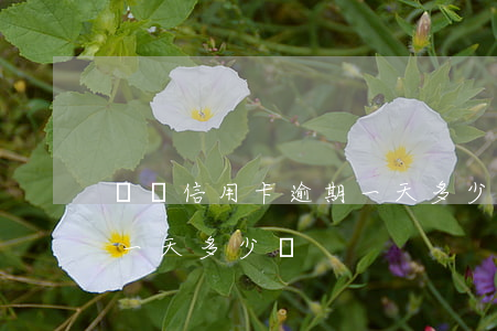 兩萬信用卡逾期一天多少錢(兩萬信用卡逾期一天多少錢)