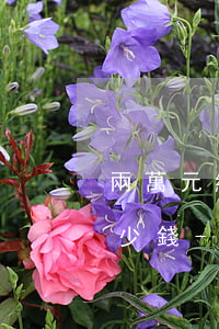 兩萬元網(wǎng)貸一個月最低還款多少錢-兩萬元網(wǎng)貸一個月最低還款多少錢啊